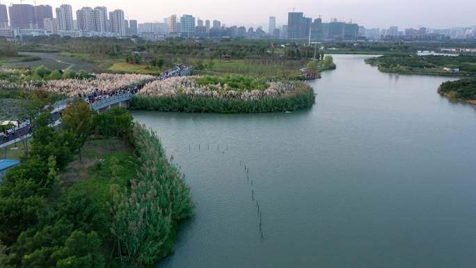 温州三垟湿地芦苇地