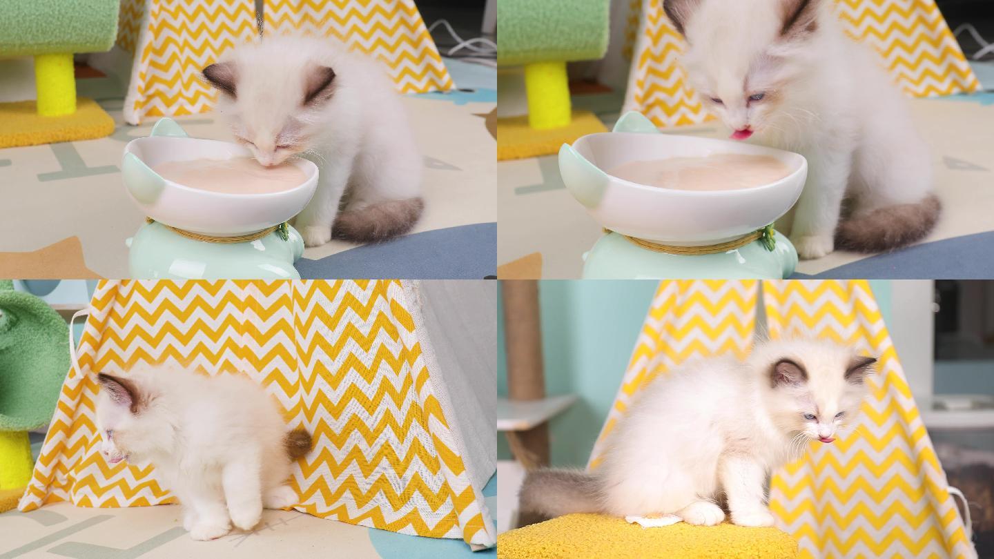 布偶小奶猫吃猫茶视频素材