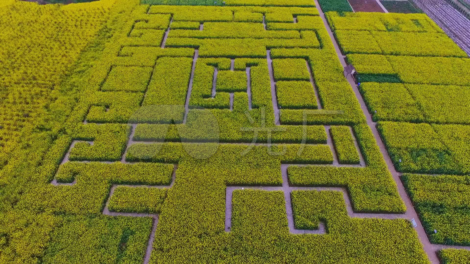 油菜花迷宫_1920x1080_高清视频素材下载(编号:6468416)_实拍视频_vj