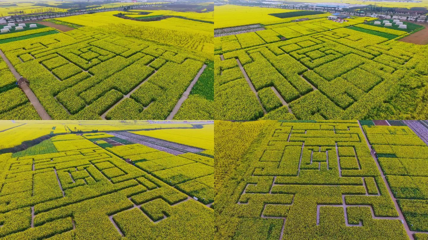 油菜花迷宫