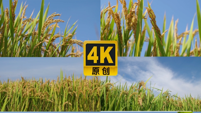 水稻稻田麦子