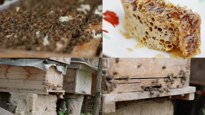 农业 土蜂蜜 蜜蜂养殖 蜜蜂 蜂巢蜜