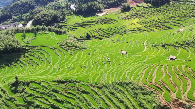 丽水云和梯田夏季风光