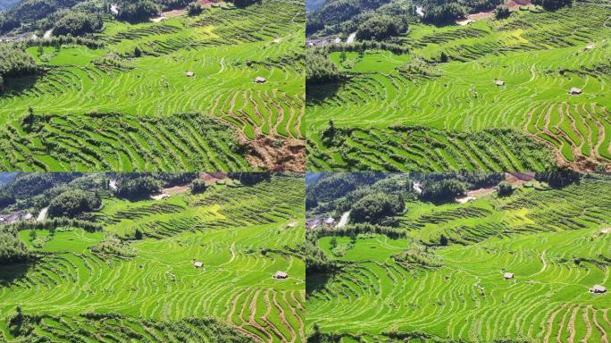 丽水云和梯田夏季风光