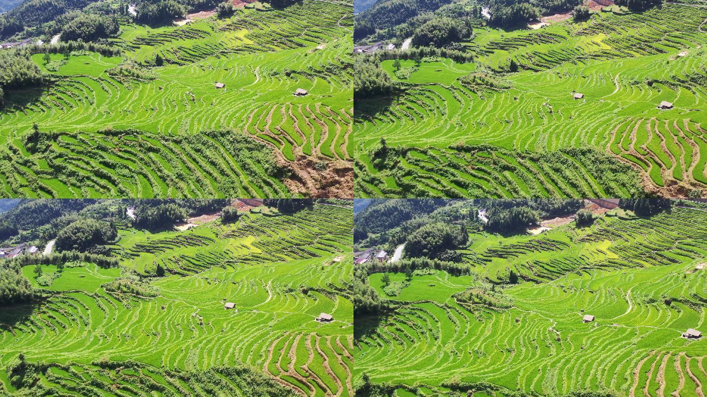 浙江丽水云和梯田风光