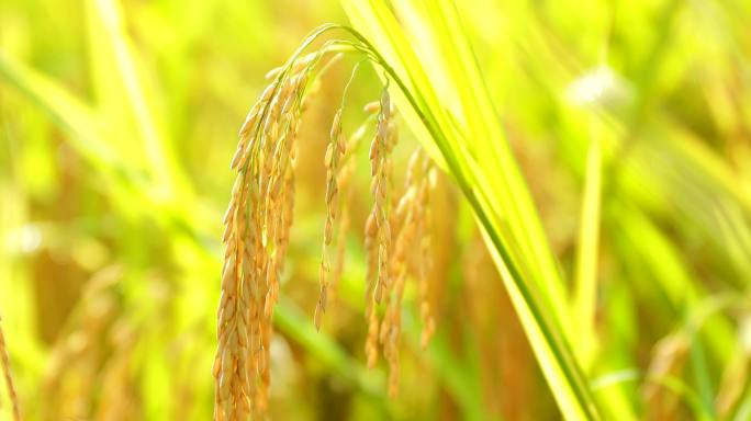 金黄的水稻稻谷谷子粮食丰收稻穗稻田
