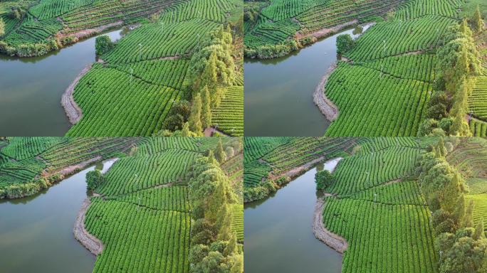 浙江松阳县大木山茶园风光