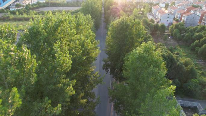 迎着夕阳航拍茂密树林下的道路