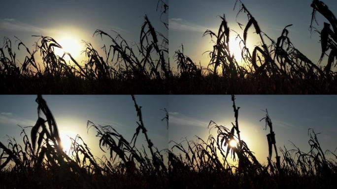 荒芜的玉米秸地里的夕阳