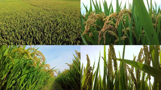 稻田、水稻、原创拍摄