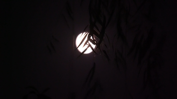夜色月亮柳树