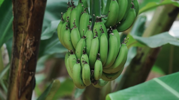 香蕉种植