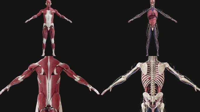 三维建模 医学科技 人体肌肉