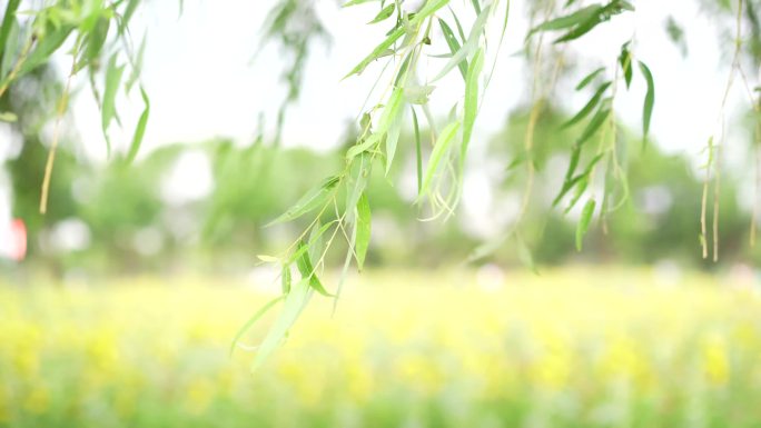 索尼A7C拍摄上海嘉定安亭向阳村夏天