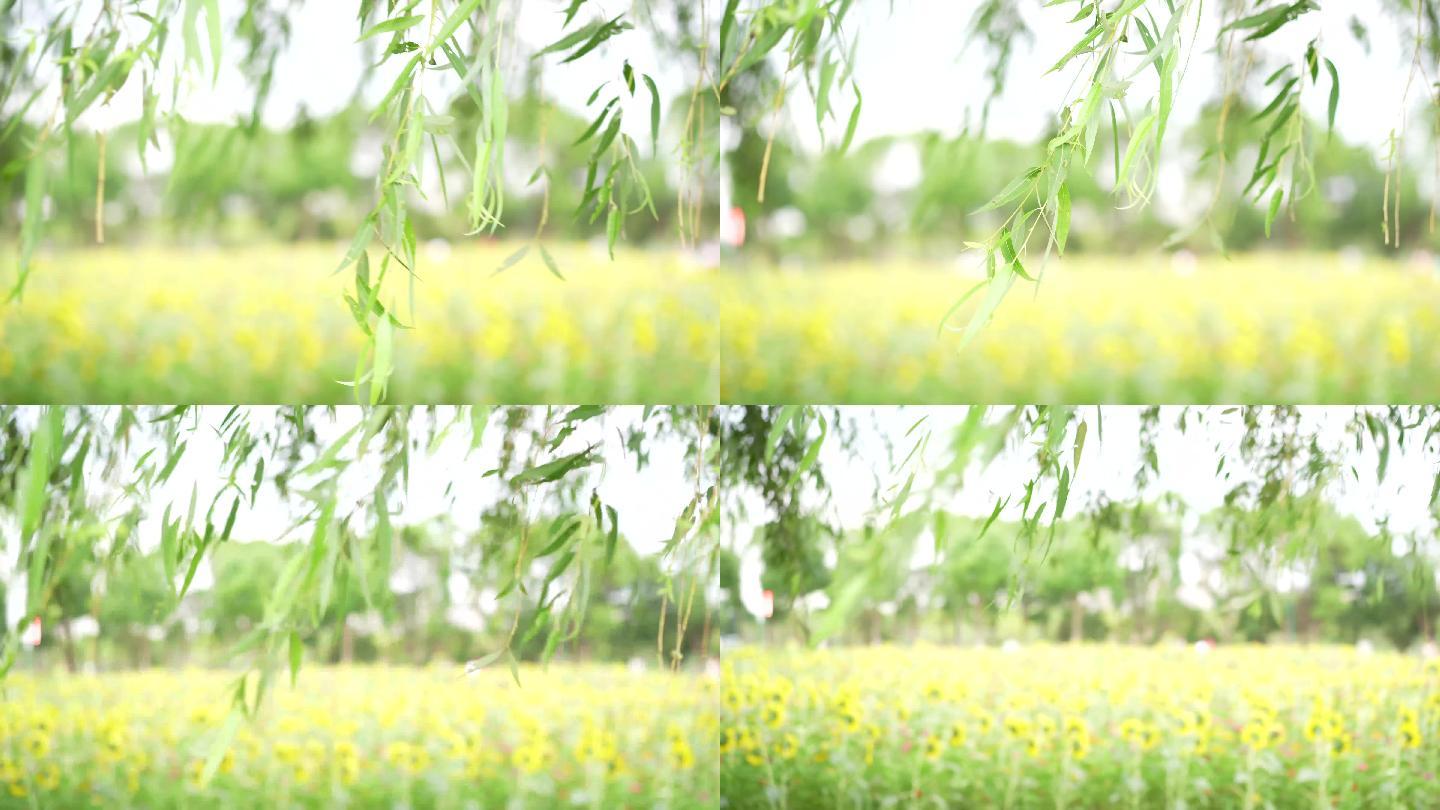 索尼A7C拍摄上海嘉定安亭向阳村夏天