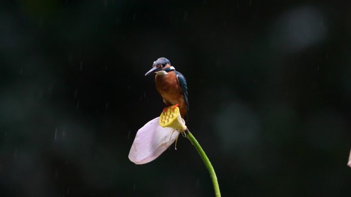 雨天