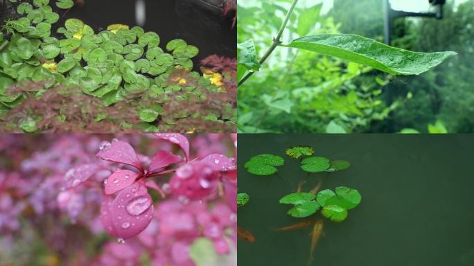 下雨与雨后素材合集