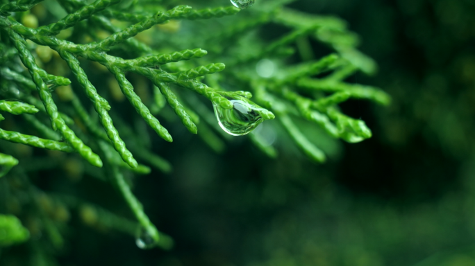 雨后公园景色-雨水素材-植物小昆虫4K