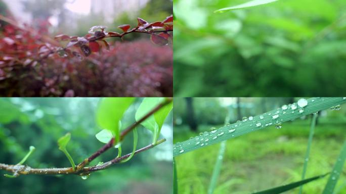 雨后公园景色-雨水素材-植物小昆虫4K