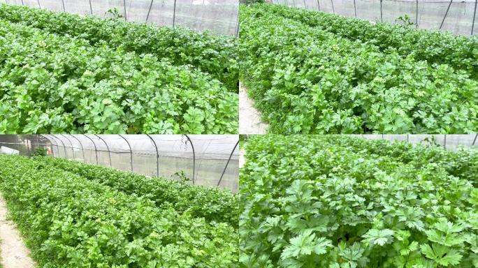 大棚里种植的有机绿色芹菜