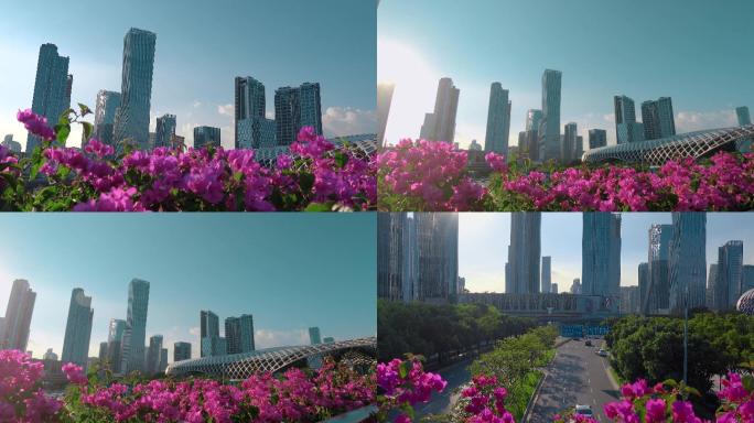 深圳形象视频深圳湾体育中心附近建筑鲜花
