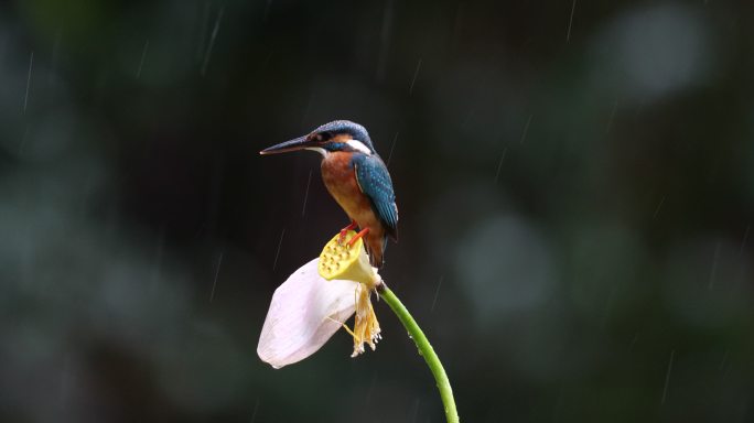 在雨中