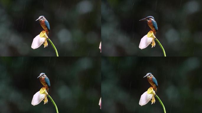 在雨中