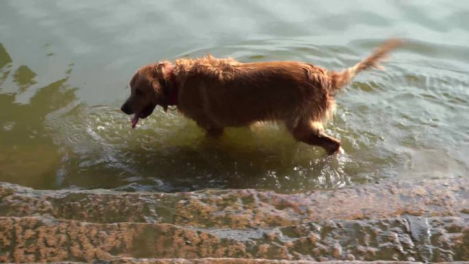 狗金毛宠物奔跑洗澡甩水池塘游泳