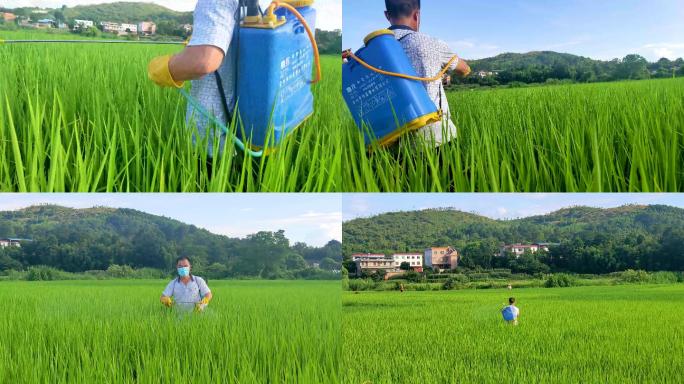 【4k】振兴乡村之田间劳作给水稻施肥撒草
