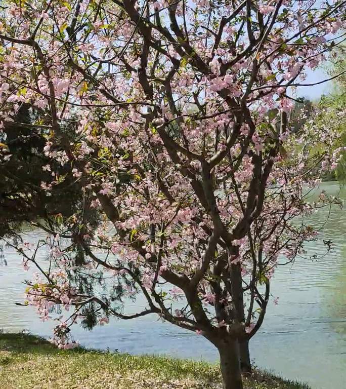 湖边桃花景色