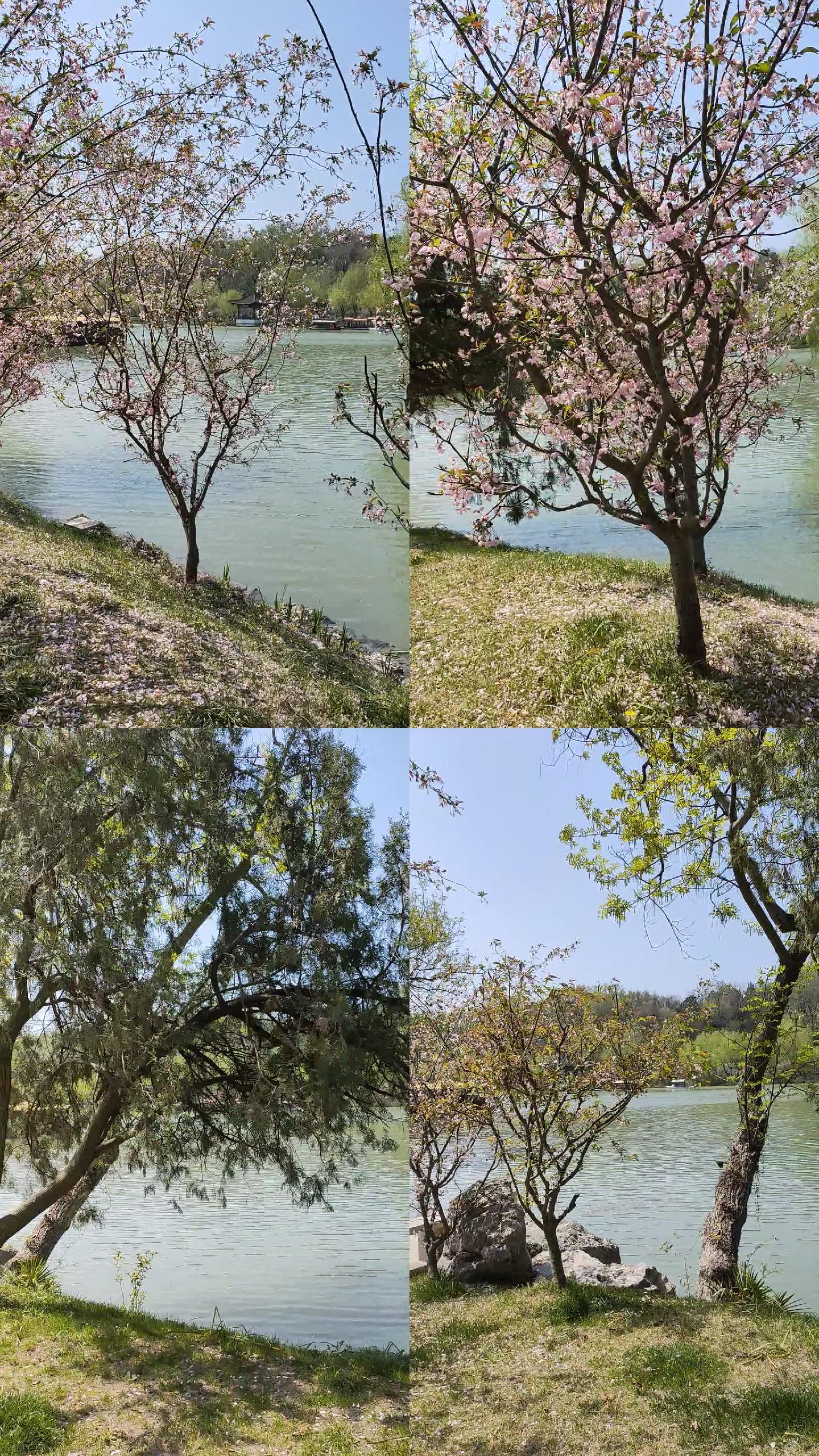 湖边桃花景色