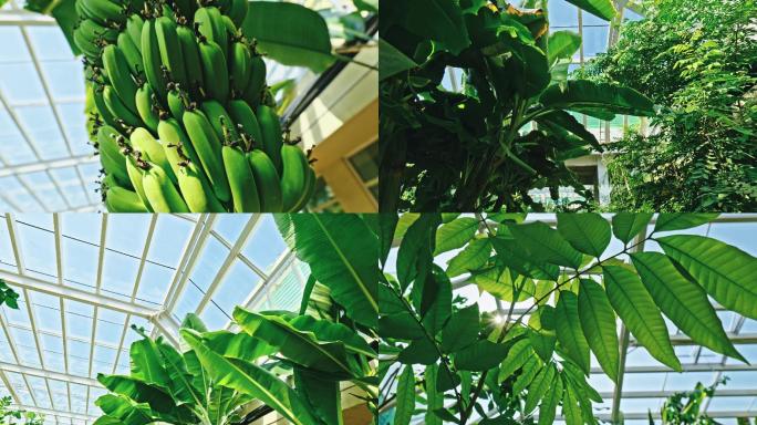 8K室内热带果园温室视频素材