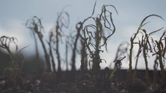 天气干旱庄家植物枯死 土地干裂，土壤酸化