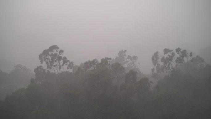 狂风暴雨风吹打树木森林下雨打雷陈雨闪电