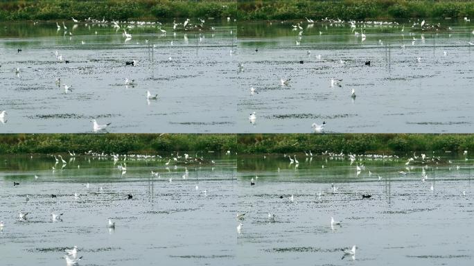 湿地-水面-水鸟觅食