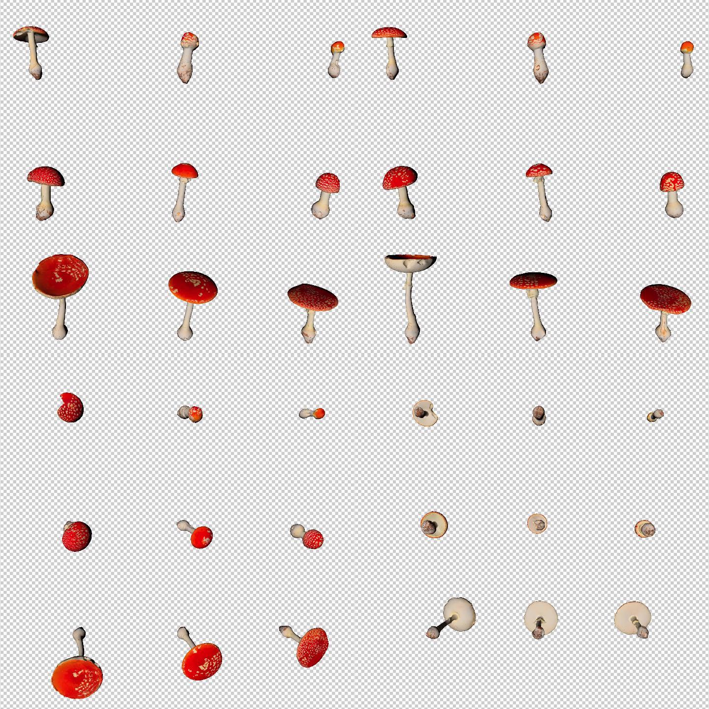 红蘑菇1