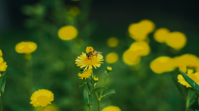 【原创】公园路边蜜蜂采蜜金佛花