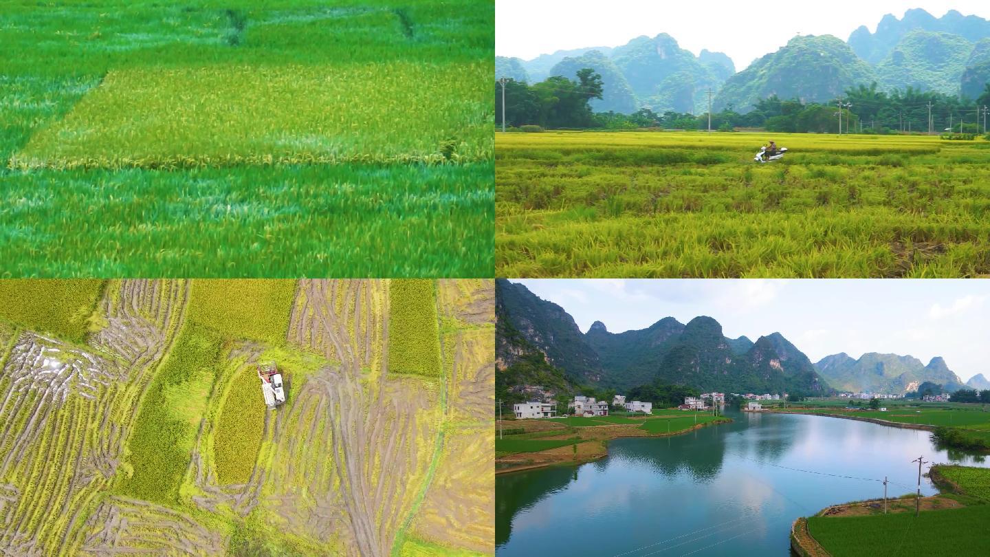 乡村振兴水稻收割新农村