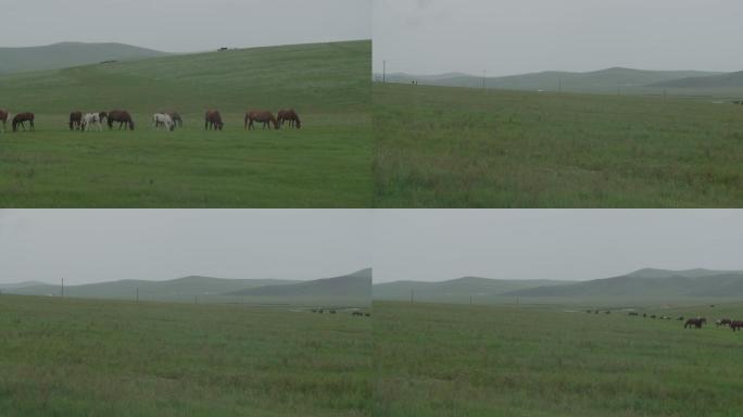 呼伦贝尔草原上的一群马