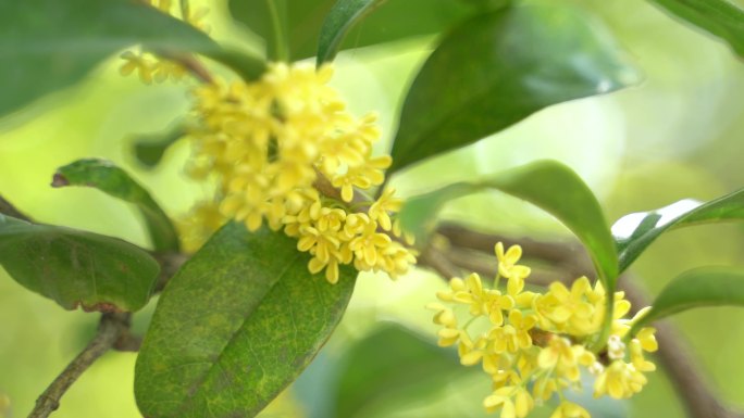 4K实拍桂花，桂子花开十里飘香秋天桂花