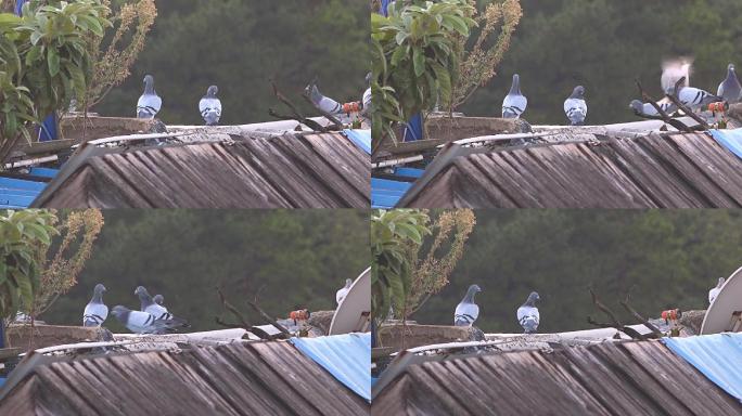鸽子停歇在屋顶觅食，和平鸽子