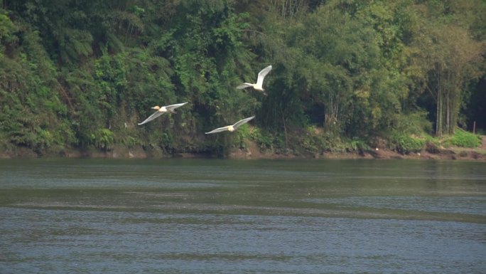 湖面白鹭飞翔升格拍摄