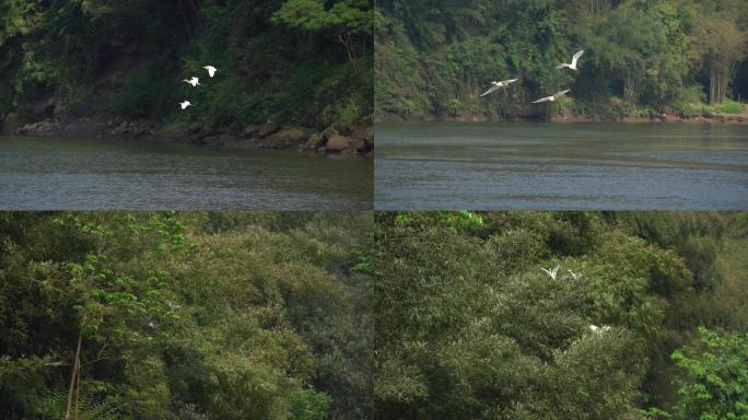 湖面白鹭飞翔升格拍摄