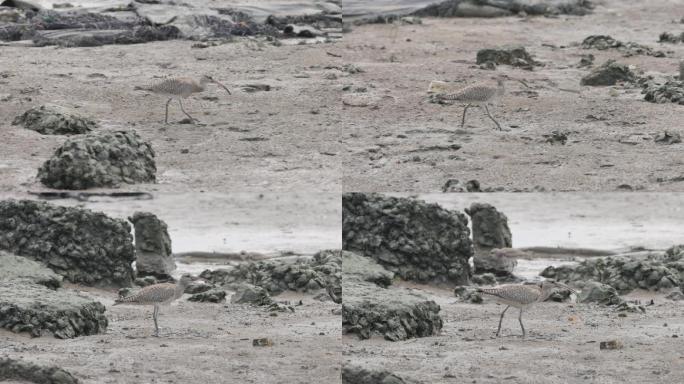 中杓鹬：海边浅滩岩石间觅食的旅鸟