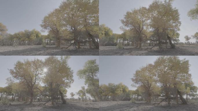 4K阳光下的胡杨树