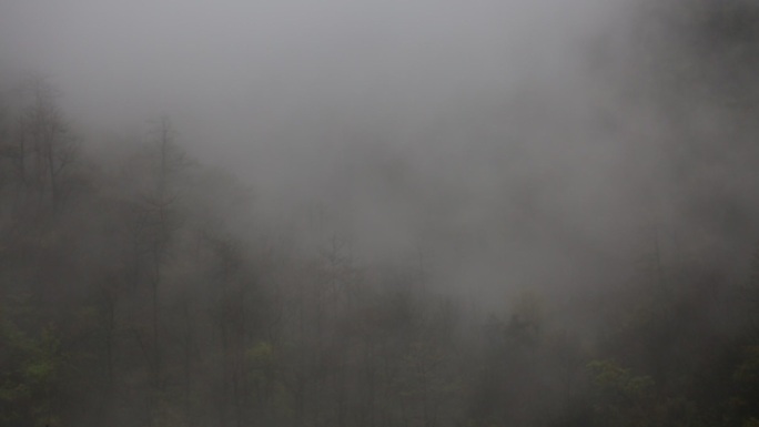 江南浙江春天山区云雾树林风