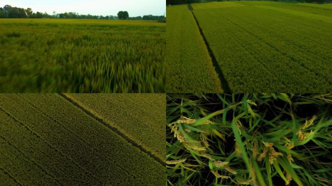 稻田 航拍 农业 水稻 丰收 稻穗 大米