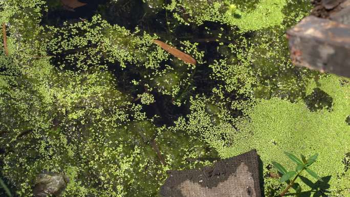 水藻水草水中漂浮物，实拍河流污染缺少治理