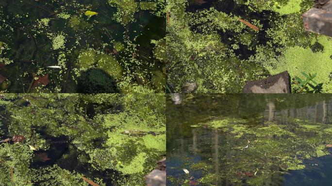 水藻水草水中漂浮物，实拍河流污染缺少治理