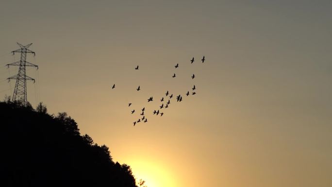 黄昏日落时分一群鸽子飞翔，唯美鸽子飞舞。